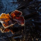 Cloudberry leaves on a frozen pond
